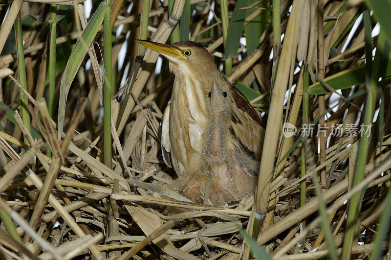 母巢小麻鳽(Ixobrychus minutus)